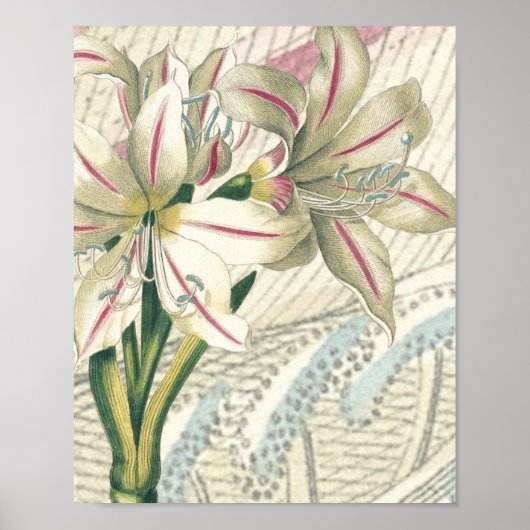 Lily mit der Erweiterung Poster (Vorne)