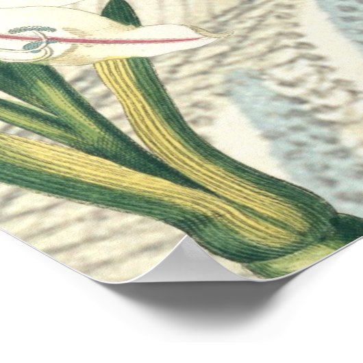 Lily mit der Erweiterung Poster (Ecke)