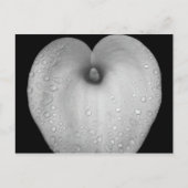 Lily mit Regentropfen Postkarte (Vorderseite)