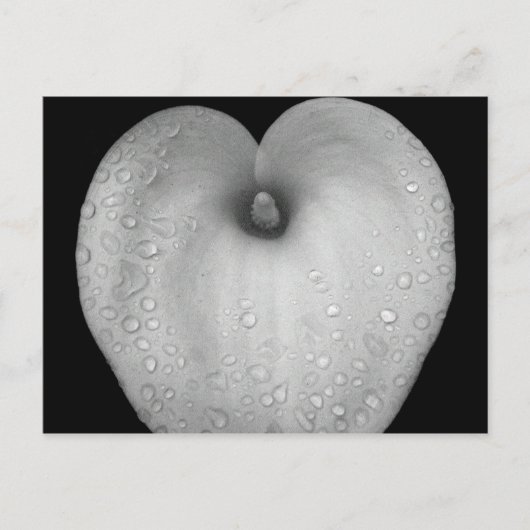 Lily mit Regentropfen Postkarte (Vorderseite)