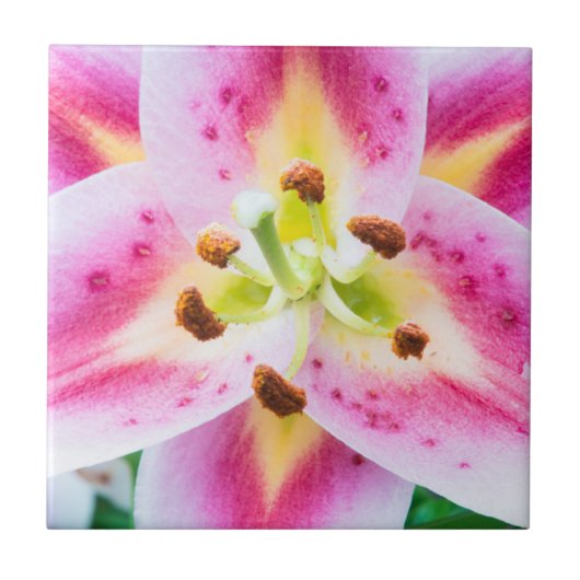 Lily Nah-up Fliese (Vorderseite)