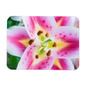 Lily Nah-up Magnet (Horizontal)