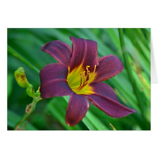 Lily Notecard (Vorderseite (Horizontal))