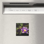 Lily - Nymphaea - angenehmer Tag Magnet (In Situ (Geschirrspüler))