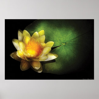 Lily - Nymphaea Chromatella - Gelbe Lilie Poster