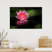Lily - Nymphaea Gloriosa - Intensität Poster (Küche)