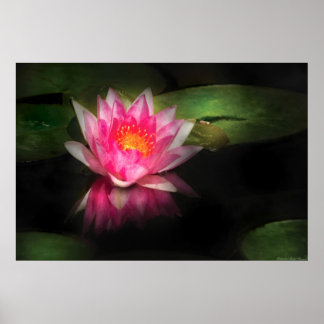 Lily - Nymphaea Gloriosa - Intensität Poster