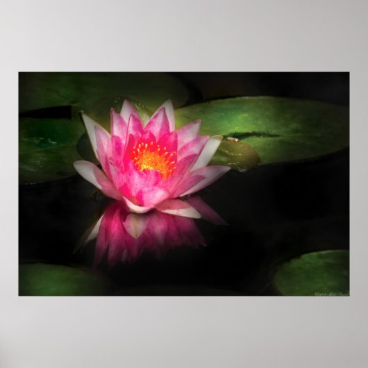 Lily - Nymphaea Gloriosa - Intensität Poster (Vorne)