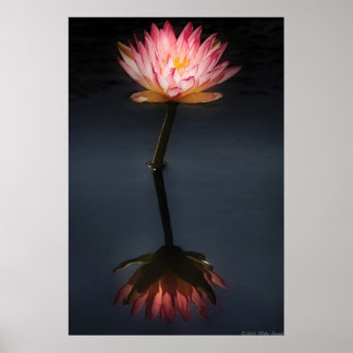 Lily - Nymphaea Jack Holz - Reflektion Poster