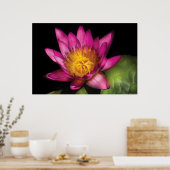 Lily - Nymphaea Ruby - Passion Poster (Küche)