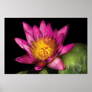Lily - Nymphaea Ruby - Passion Poster