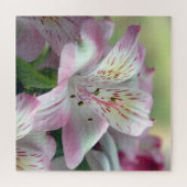 Lily of the Incas Jigsaw Puzzle (Horizontal)