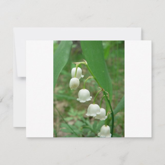 Lily-of-the-tal (Vorderseite)