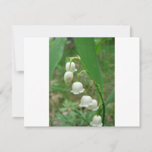 Lily-of-the-tal