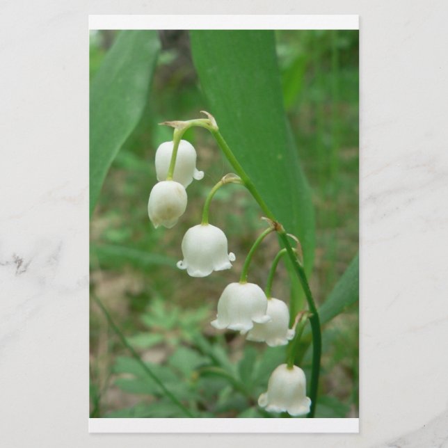 Lily-of-the-tal (Vorderseite)