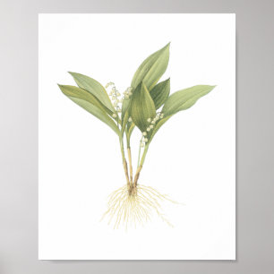 Lily-of-the-tal(Convallaria majalis) by Redouté Poster