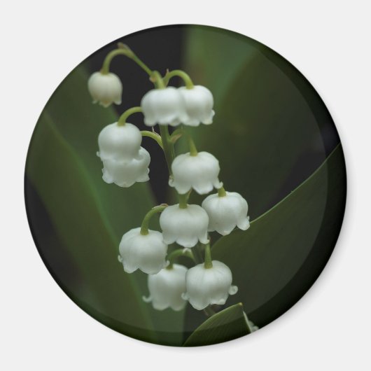 Lily of the Valley-0308 Magnet (Vorne)