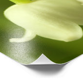 Lily of the Valley Blume Duo Fotodruck (Ecke)