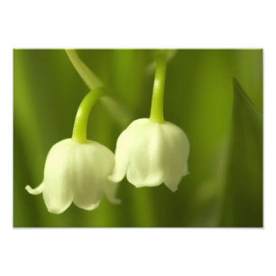 Lily of the Valley Blume Duo Fotodruck