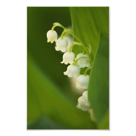 Lily of the Valley Blume Fotodruck (Vorne)