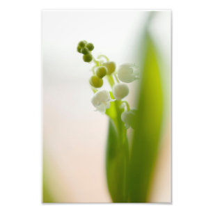 Lily of the Valley Blume Fotodruck