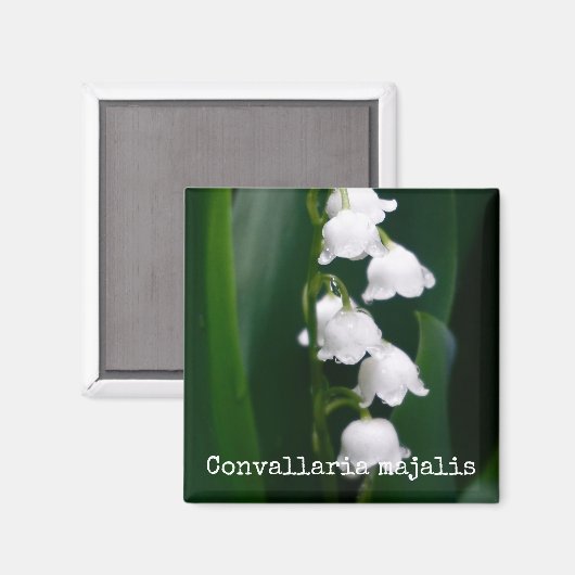 Lily of the Valley Botanical Magnet (Vorderseite/Rückseite)