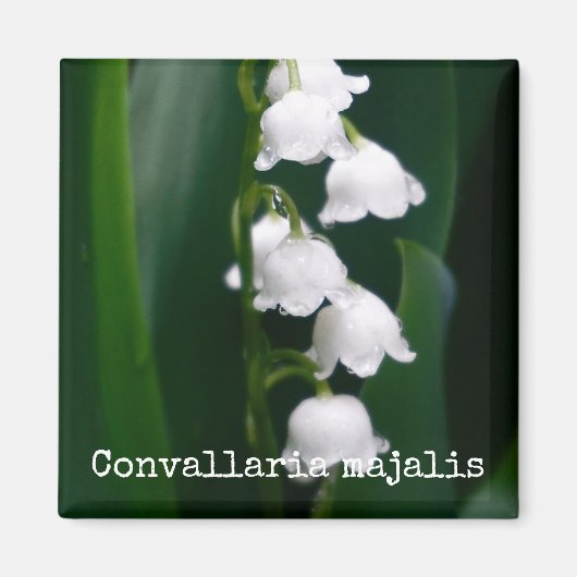 Lily of the Valley Botanical Magnet (Vorne)