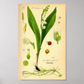 Lily of the Valley (Convallaria majalis) Poster (Vorne)