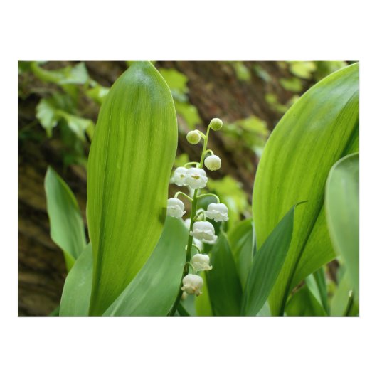 Lily of the Valley Fotodruck (Vorne)