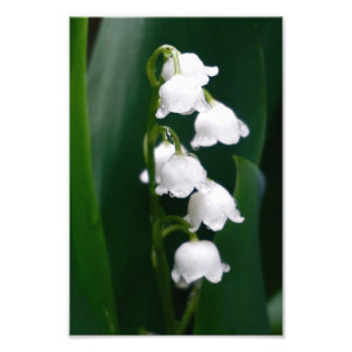 Lily of the Valley Fotodruck
