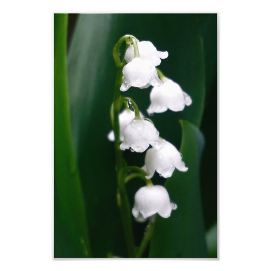 Lily of the Valley Fotodruck (Vorne)