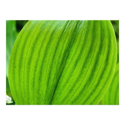 Lily of the Valley Fotodruck (Vorne)