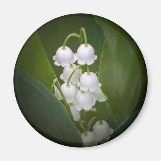 Lily-of-the-Valley Magnet (Vorne)