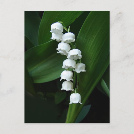 Lily of the Valley Postcard Postkarte (Vorderseite)