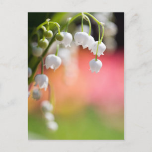 Lily of the Valley Postcard Postkarte