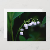 Lily of the Valley Postcard Postkarte (Vorne/Hinten)