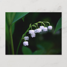 Lily of the Valley Postcard Postkarte