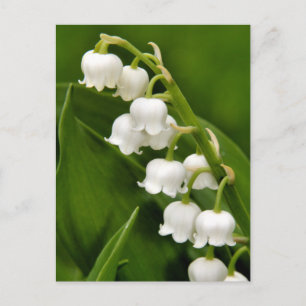 Lily of the Valley Postcard Postkarte