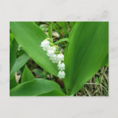 Lily of the Valley Postcard Postkarte (Vorderseite)