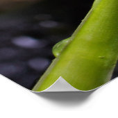 Lily of the Valley Poster (Ecke)