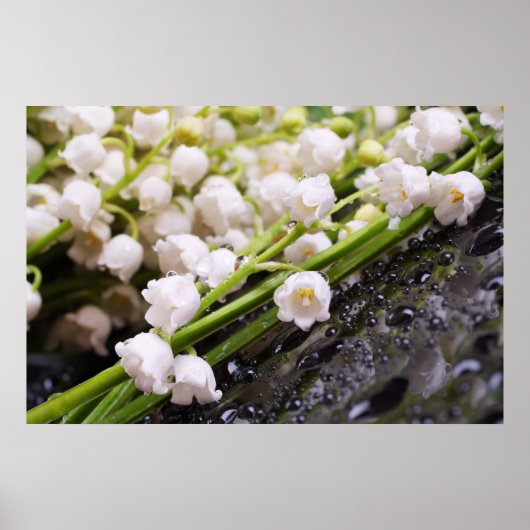 Lily of the Valley Poster (Vorne)