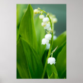 Lily of the Valley Poster (Vorne)