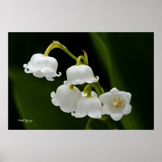 Lily of the Valley Poster (Vorne)