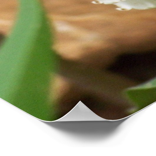 Lily of the Valley Poster (Ecke)