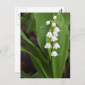 Lily of the Valley Postkarte (Vorne/Hinten)
