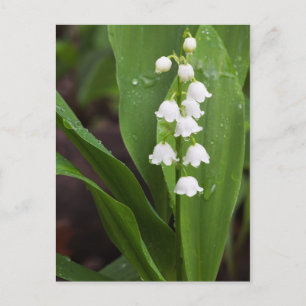 Lily of the Valley Postkarte