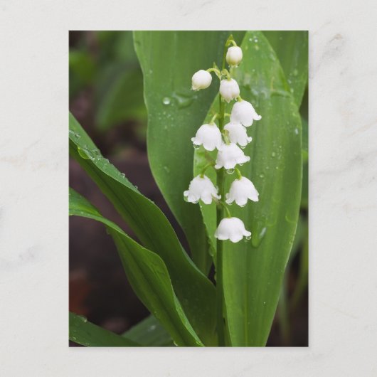 Lily of the Valley Postkarte (Vorderseite)