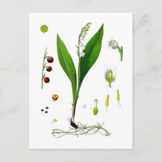 Lily of the Valley Postkarte (Vorderseite)