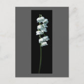 LILY OF THE VALLEY POSTKARTE (Vorderseite)