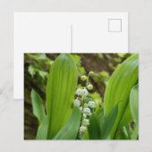 Lily of the Valley Postkarte (Vorne/Hinten)